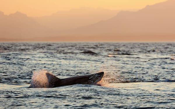 The tail fin of a great white shark cutting through the water at dusk, symbolising the apex predators among dangerous animals in Perth's coastal areas.