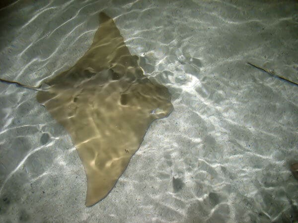 A stingray gliding over the shallow waters, demonstrating the presence of potentially dangerous animals in Perth's aquatic environments."