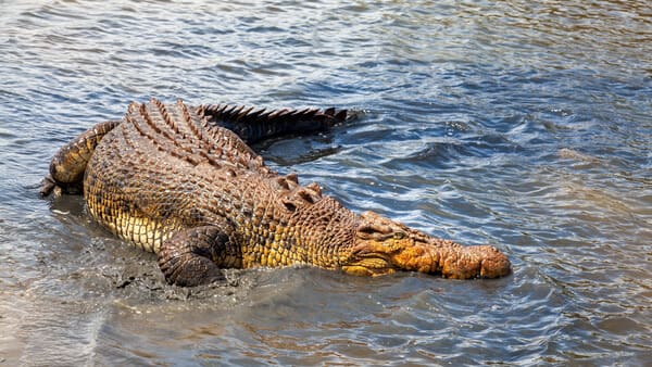 A large crocodile entering the water, a scene exploring the question of whether alligators exist in Australia alongside crocodiles.