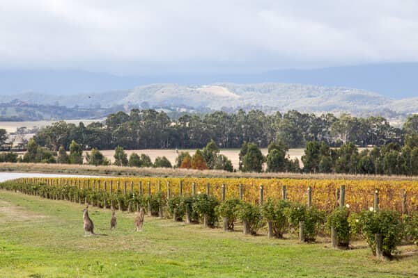 Domaine Chandon vineyard in Victoria, Australia, a popular destination for wine tasting in Yarra Valley.