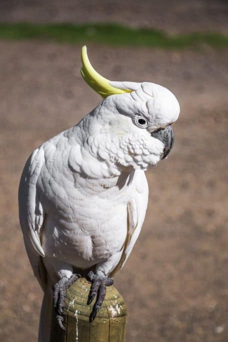 A sulphur-crested cockatoo perches on a wooden post, its white feathers and yellow crest standing out against the background. These noisy and intelligent birds are commonly seen along the Great Ocean Road, especially in forests and coastal towns. Understanding how to find native wildlife on the Great Ocean Road means listening for distinctive calls and looking in treetops where cockatoos often gather.
