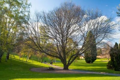 A majestic deciduous tree spreads its bare branches over a lush green park in Hobart, a tranquil spot for a romantic Valentine's Day picnic or stroll.