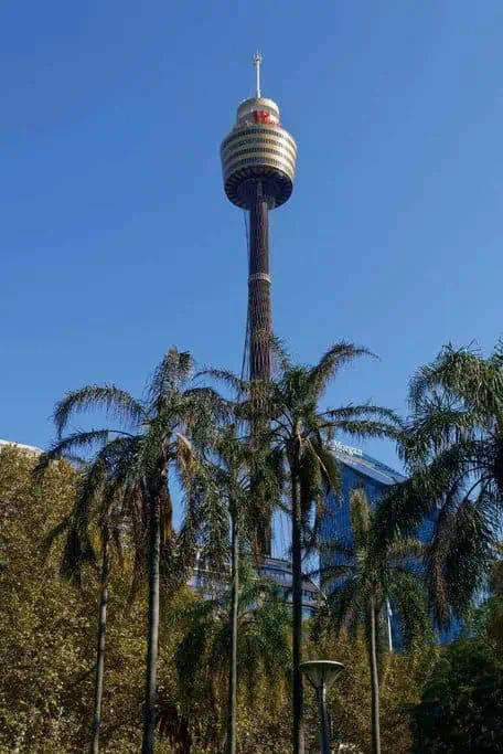 The Sydney Tower peers above tropical palm trees, a beacon for those seeking the elevated dining experiences it offers, with sweeping views of the city often included in gourmet food tours in Sydney.