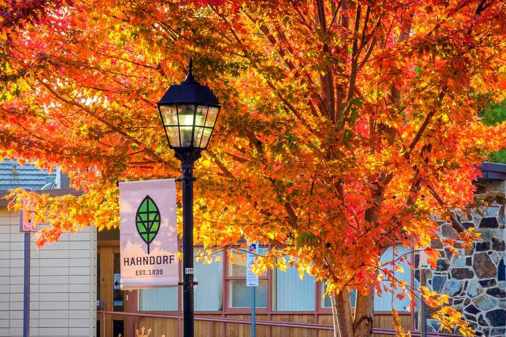 A vibrant tree bursting with red and orange autumn leaves lights up the main street of Hahndorf, South Australia, highlighting why this historic village is one of the best places to see autumn leaves in Adelaide.