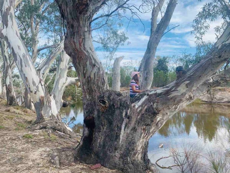 A young girl sitting on a large tree branch near a calm river at Horseshoe Bend in Little Desert. This place highlights one of the worst camping spots for families in Australia due to limited amenities and lack of serenity.