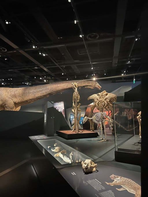 Dinosaur skeleton display at the WA Museum Boola Bardip. The exhibit is part of the museum's extensive collection, highlighting the natural history and fascinating prehistoric life, as discussed in the WA museum review.