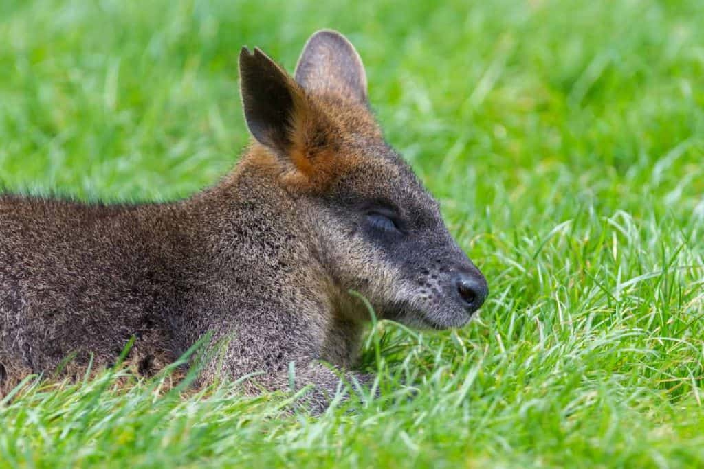 A resting wallaby lies in lush green grass, its eyes closed in relaxation. Wallabies, often spotted along the Great Ocean Road, are a smaller cousin of kangaroos and can be found in forests, grasslands, and coastal areas. Knowing where to find wildlife on the Great Ocean Road involves looking in open grassy areas, especially in the early morning or late afternoon when wallabies are most active.