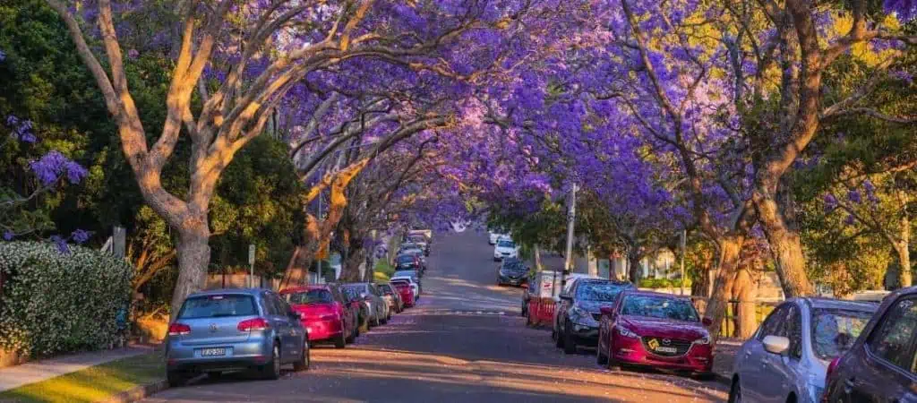 Kirribilli. jacaranda trees in sydney, australia