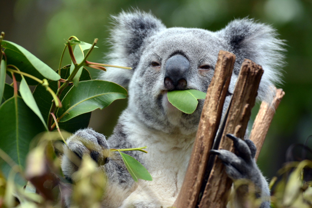 koala at lone pine sanctuary