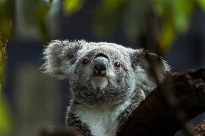 koala in featherdale wildlife park in Blue Mountains