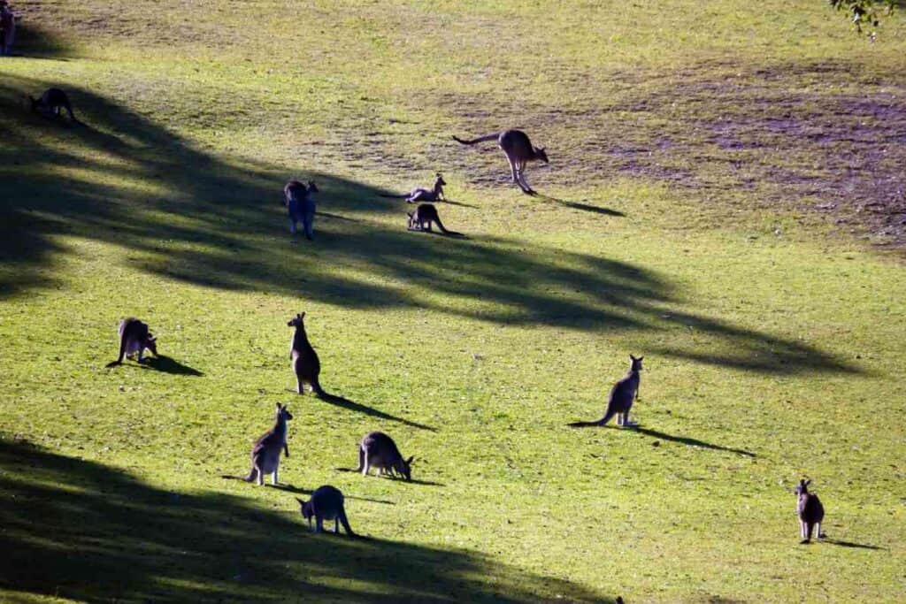 The image shows a group of wild kangaroos grazing and resting on a grassy field, likely in a natural environment near Sydney. This scene aligns with the keyword "wild kangaroos near Sydney," capturing the essence of observing kangaroos in their natural habitat, just outside the city. The image highlights the opportunity to see these iconic Australian animals in the wild, providing a serene and authentic wildlife experience for visitors exploring areas around Sydney.