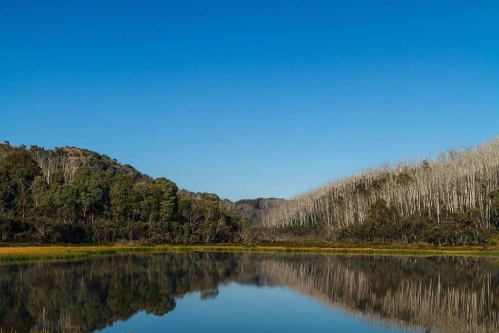 A tranquil alpine lake reflecting lush green and stark white eucalyptus trees at Mount Buffalo National Park, Victoria, Australia. This scenic park is among Victoria’s most stunning natural destinations, known for its dramatic granite cliffs, waterfalls, and diverse wildlife.