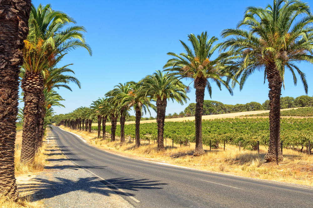 Seppeltsfield Road boasts some of the Barossa Valley’s most famous vineyards, wineries and gourmet destinations - SA, Australia