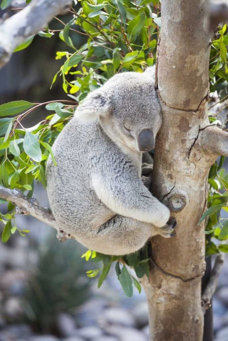 Sleeping koala resting in a eucalyptus tree, a serene sight often experienced during outdoor adventures in Queensland, Australia. Encounters like this highlight the unique wildlife of the region.