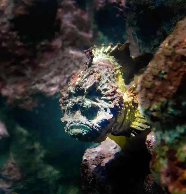 A stonefish, one of the dangerous creatures in Perth, blends into its rocky surroundings. Known for its venomous spines, the stonefish is a master of camouflage and poses a significant threat to those who accidentally step on it in Perth's coastal waters.