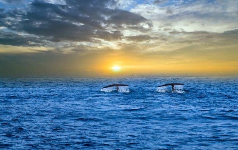 Two humpback whale tails emerging from the ocean at sunset in Hervey Bay, a popular location during both the best and worst months for whale watching in Australia, where sightings can vary with the season.